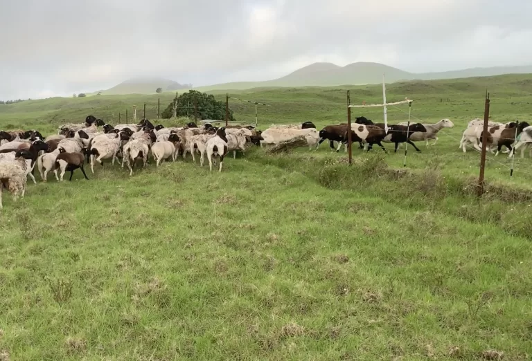 Running through barbed wire